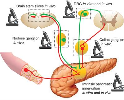 Frontiers | Optical Imaging of Pancreatic Innervation | Endocrinology